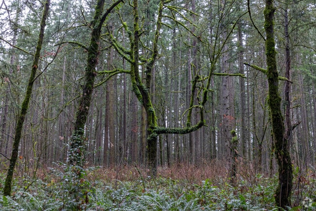 Beautiful trees can be found throughout Wilderness Park on Clark St in West Linn.