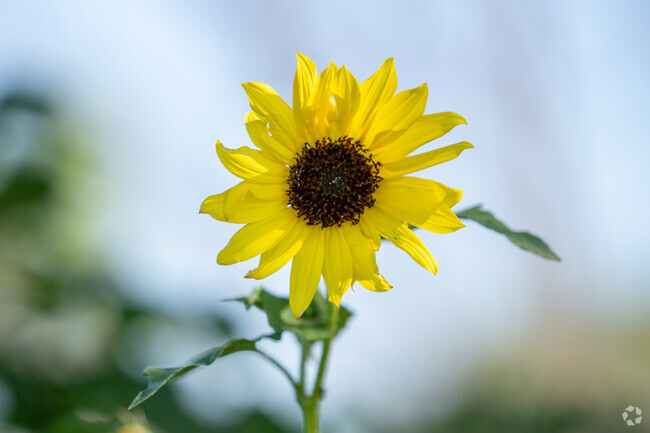 Colorful sunflowers start blooming throughout Raymondville for 7 months out of the year.