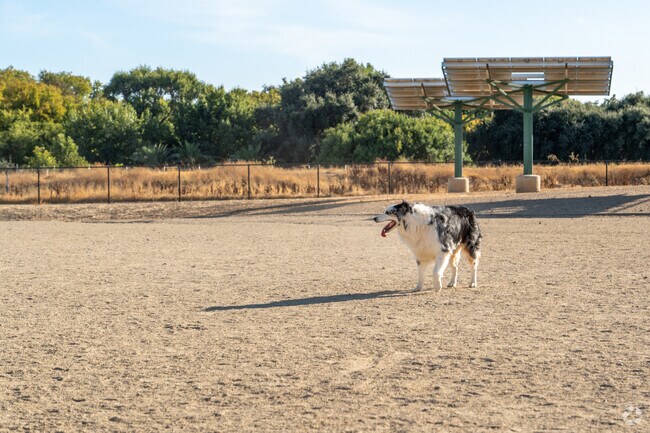 Dogs are happy when they're at Sutter's Landing Regional Park.