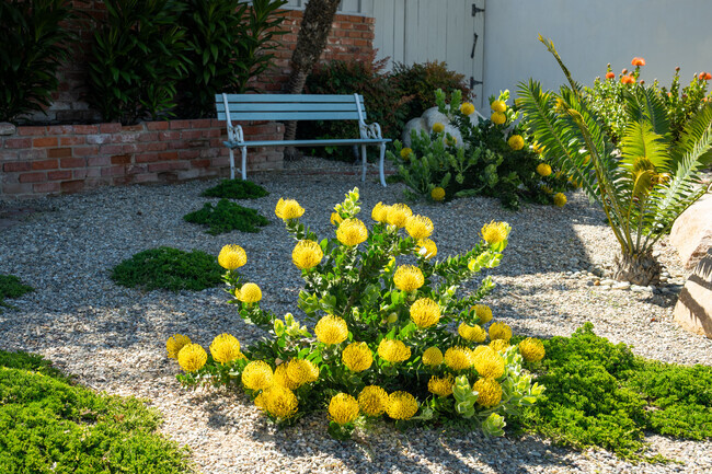 The flowers are always in bloom in La Jolla Alta.