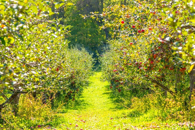 Pick the sweetest apples in Minnetrista at the Minnetonka Apple Orchard.