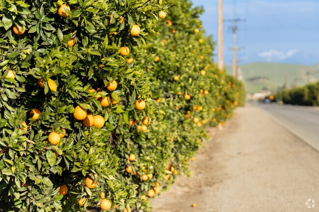Acres of navel oranges are nearly ready for harvesting in Lindsay.