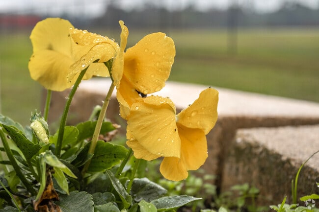 Vibrant flowers can be found in seas of greenery and woodland in the Cut and Shoot neighborhood.