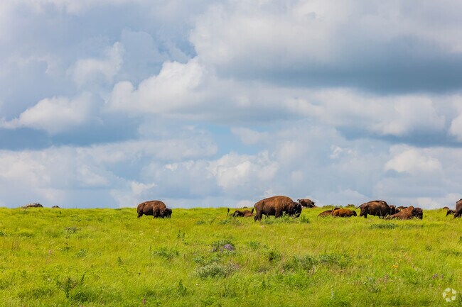Watching bison is easy for residents of Pecan Valley South with a short drive.