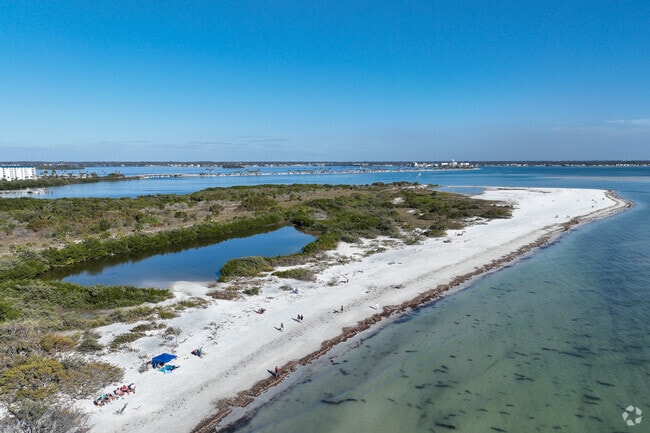 Honeymoon island neighbors let thier dogs run wild on the pet friendly beach,