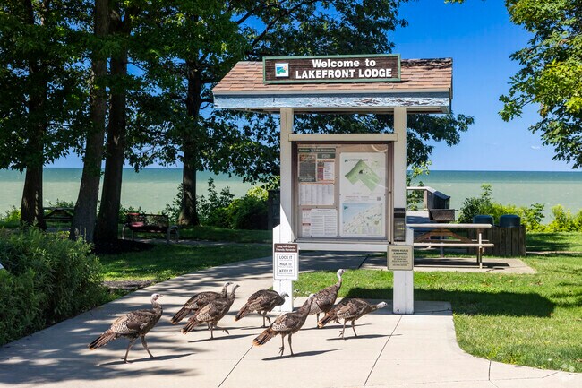 You may be surprised at the wildlife that shows up at Lakefront Lodge Park in Willowick.