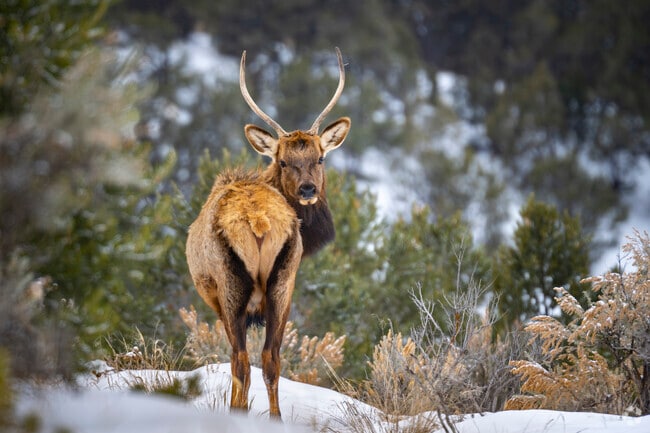 Cattle Creek is home to a thriving elk population that roams the surrounding hills and meadows. Residents and visitors can often spot these majestic creatures, adding to the area's natural charm and beauty.