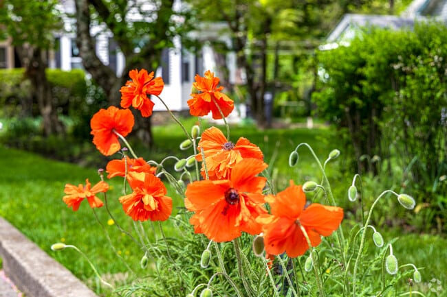 Califon’s charm lives in the details—like spring poppies bursting curbside, reminding you this is a place where beauty blooms effortlessly.