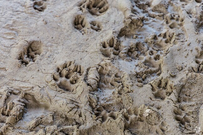 Reynolds Heights residents can hunt for small game near Kidds Mill Park.