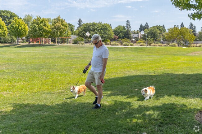 You can take the dogs out fopr a walk at Baroni Park.