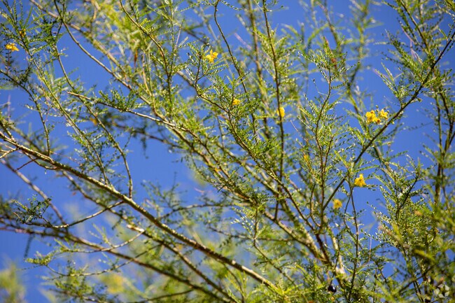 Being in a dry climate, Midvale Park homes are often shaded by Palo Verde trees.