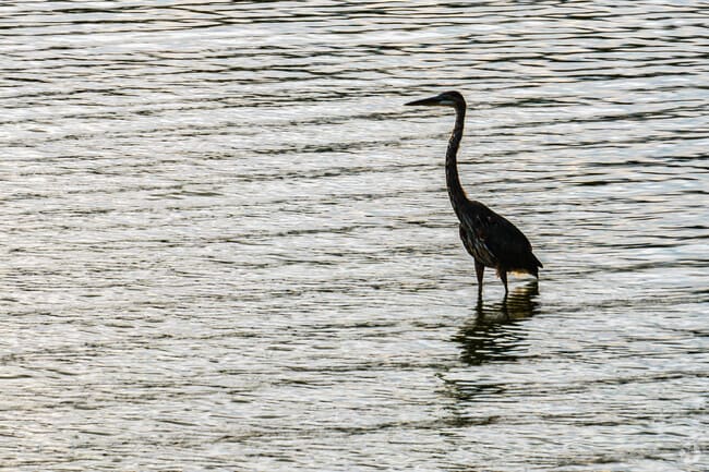 Great Blue Heron's are a common sight at Killens Pond State Park.