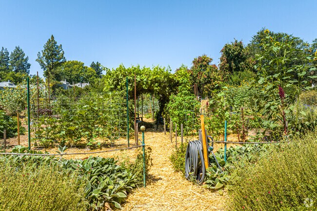 Village Homes gardens provide a substantial amount of inhabitants’ food in West Davis.