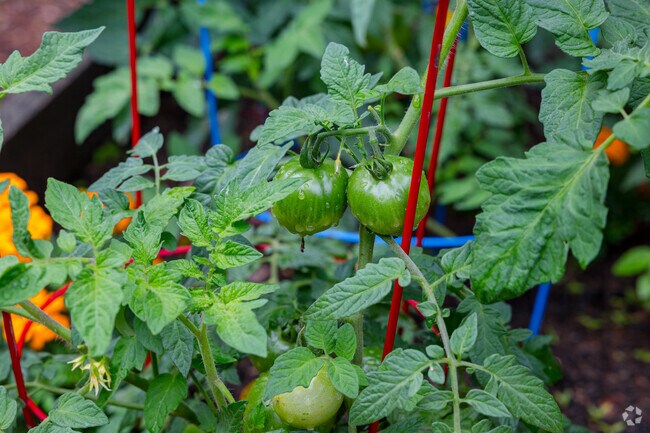 Zonolite Park is home to a community garden where the residents of Woodland Hills can grow flowers, fruits and vegetables.