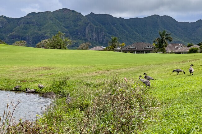 The once endangered Nene Goose is making a comeback and loves the grassy ponds of Puakea Golf Course i