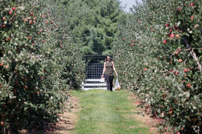 A woman picks apples at DuBois Farms and Tavern in Milton.