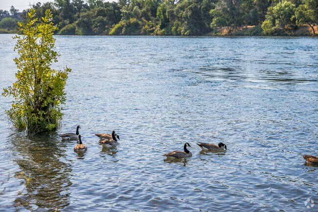 You will find wildlife like these geese at Turtle Bay Exploration Park in Bluffs.