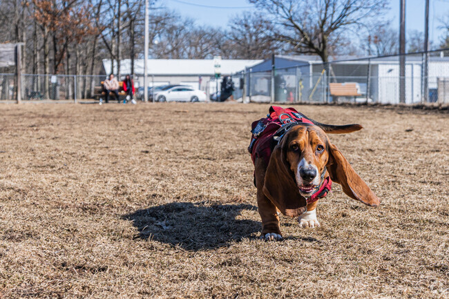 Dogs have a blast at the Tag-A-Long Dog Park.