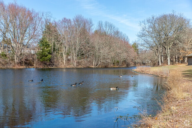 Residents can spot geese swimming along of the banks of Salters Pond in Buckley District.