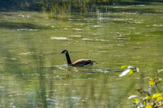Residents can enjoy the wildlife found all around Green Acres.