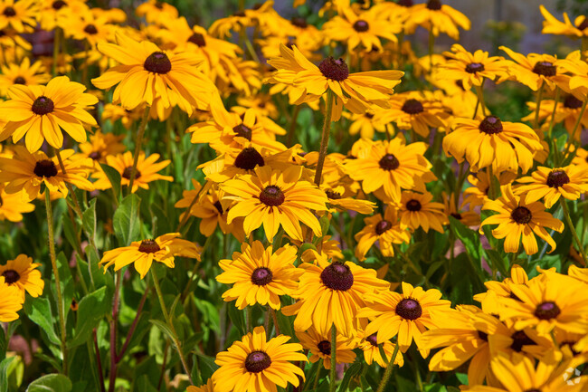 Find the Maryland State flower, the Black Eyed Susan in Meritus Park.