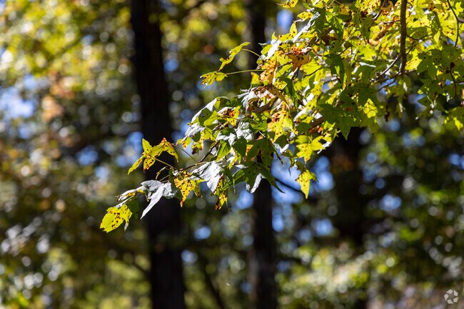 Oak trees shade Rossville Park and Recreation Center’s walking paths.