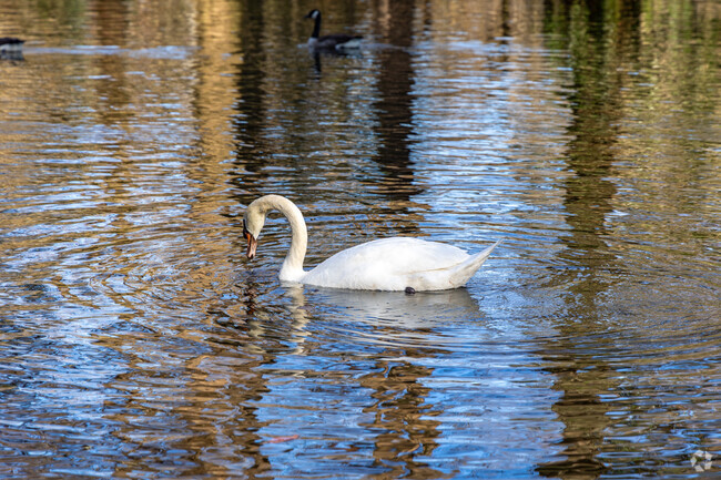 You can watch the swans swim at the Swan Lake Iris Garden.
