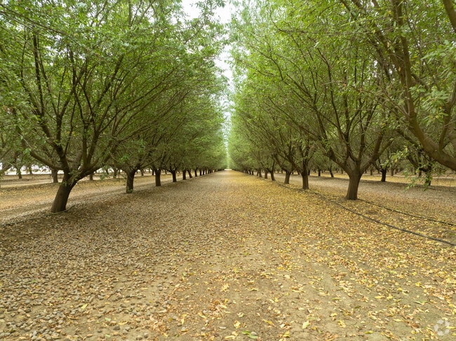 Almond orchards near Gustine, CA highlight the city’s agricultural heritage.
