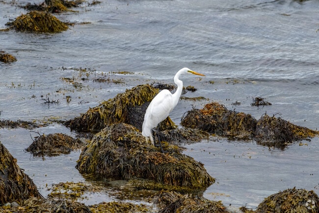 A great egret was catching fish at the Sachuest Point National Wildlife Refuge in the Sachuest neighborhood of Middletown.
