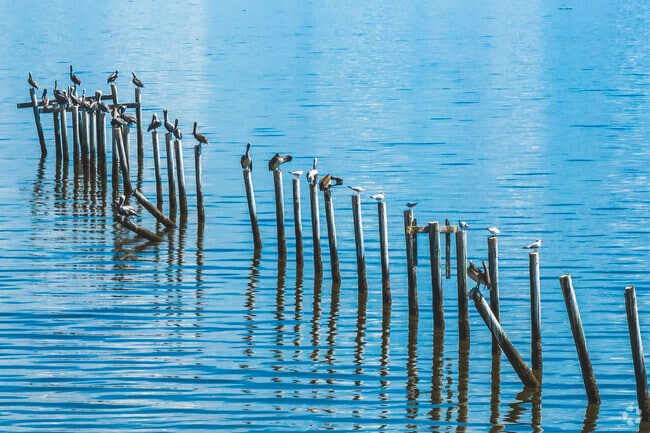 Pelicans are a frequent sight along Bayview’s waterfront.