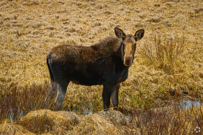 In Blue River, Colorado, it’s not uncommon to spot majestic moose wandering through yards or along mountain trails. These gentle giants are a cherished part of the local wildlife, adding a magical, wild charm to everyday life in this serene alpine community.