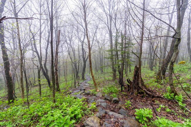 The Long Trail winds through Jay Mountain on a foggy morning, 35 minutes from Derby Center.