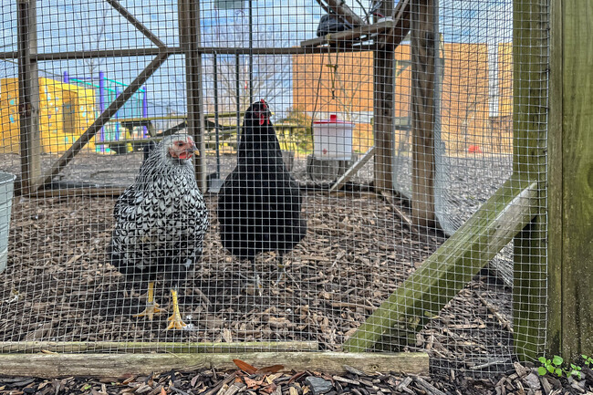 Chicken coop in the gardens of Janney Elementary