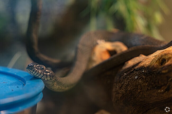 Regional non venomous snakes are on display at the Nature Zone in Miller Park.