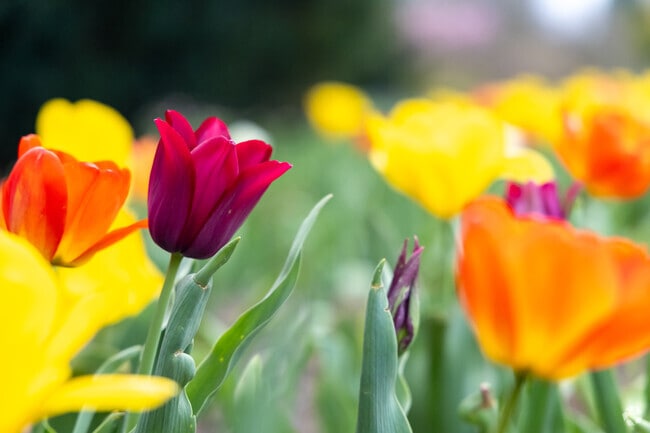 The is an explosion of color in the tulip garden at The Arboretum Botanical Gardens.