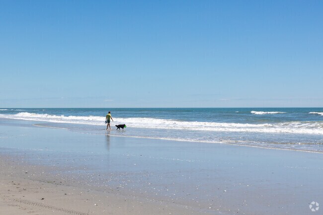 Residents in Brigantine like to bring their dogs to play in the ocean.