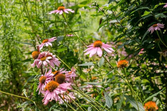 Sagamore Hills is already lush and green, but the flowers at Frazier-Rowe Park brighten the day.