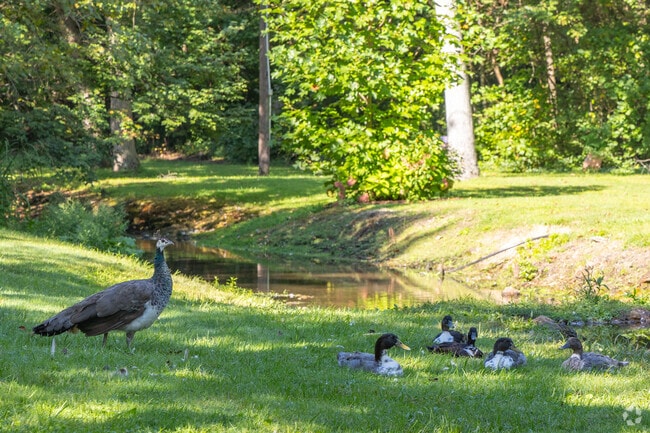 Trout Pond Park in Muncy Creek showcases wildlife, including resident pheasants.