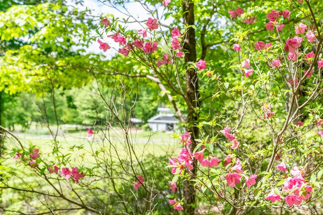 Stuart Heights-Rivermont has patches of wild azaleas.