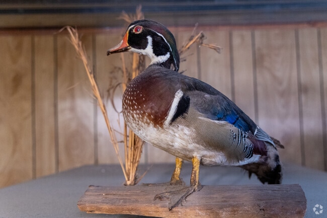 Duck season in reason for Wedgefield residents to celebrate every year.