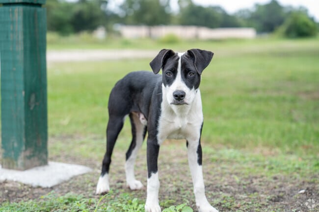 Grab your best friend and take a walk at Mill Street Park near Neely.