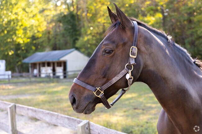 You can ride horses at Stillmeadows Farms in the Atlee Neighborhood in Mechanicsville, Virginia.