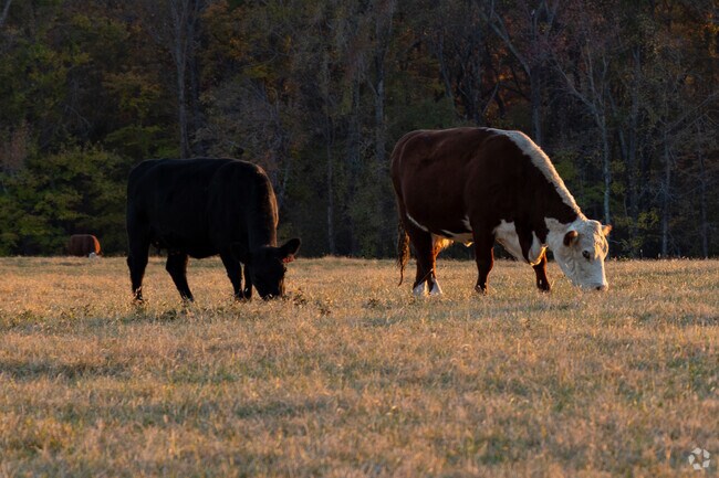 Rural Smyrna has residents with more than 2 legs on many of the properties.