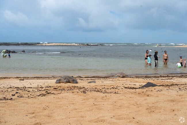 Sea turtles can frequently be seen taking a rest on the beach.