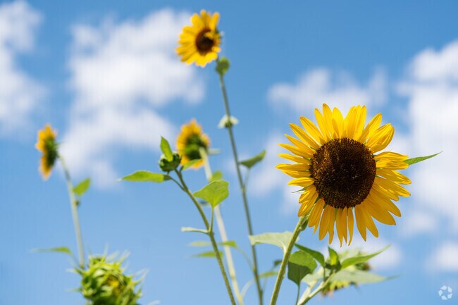 Bright sunflowers bloom in Harrison’s picturesque gardens.