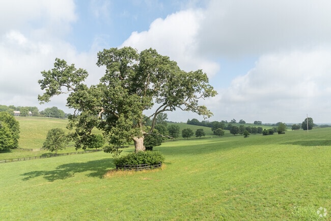 Kentucky bluegrass is a preferred pasture grass for Thoroughbred horses in Currentsville due to its nutritional value and soft texture.