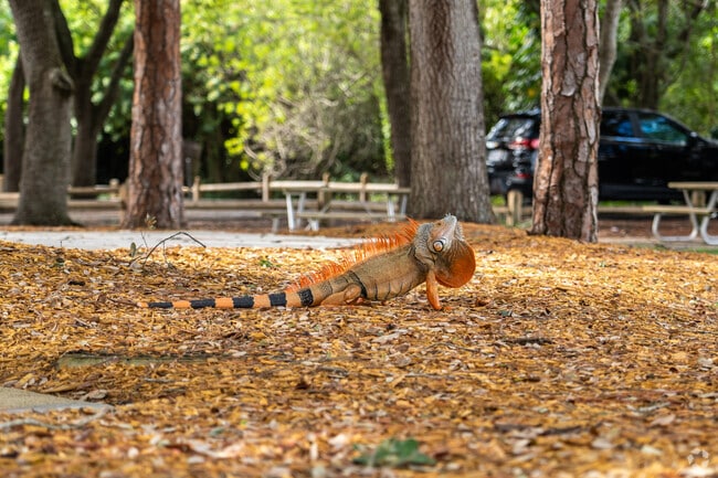 Sandalfoot Cove is home to wild animals, including green iguanas.