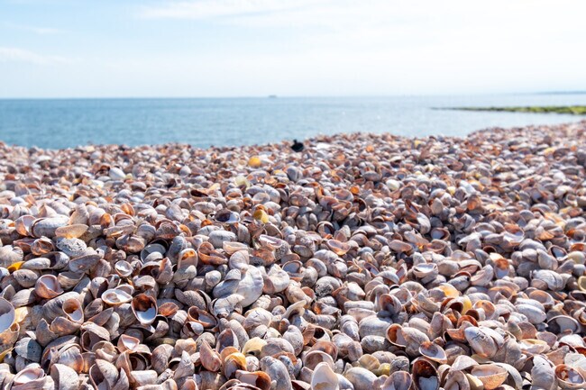 Enjoy the tranquility of Pleasure Beach Park a short drive from East End.