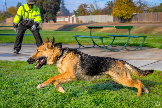 German Shepard shows off speed at Richardson Village Park.