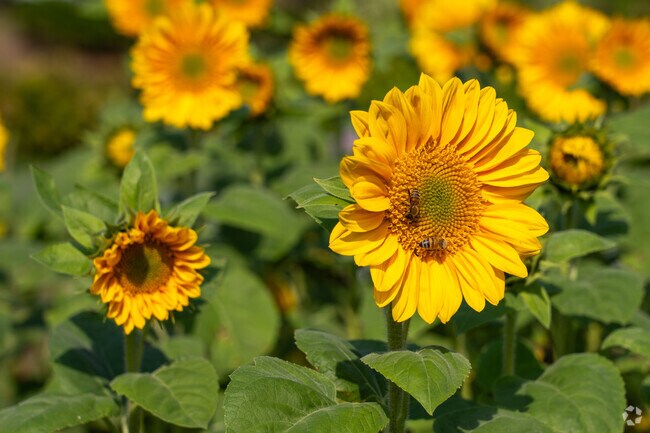 Owners take great pride in their gardens in Maple City.